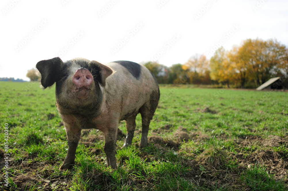 Pig standing on meadow