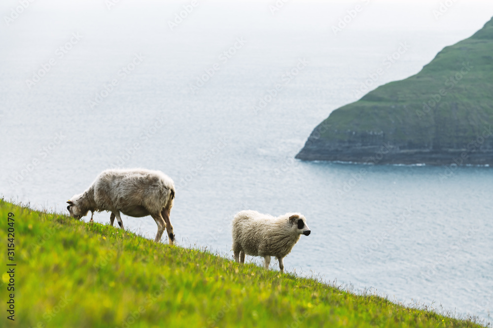 Fototapeta premium Morning view on the summer Faroe islands with two sheeps on a foreground. Streymoy island, Denmark. Landscape photography