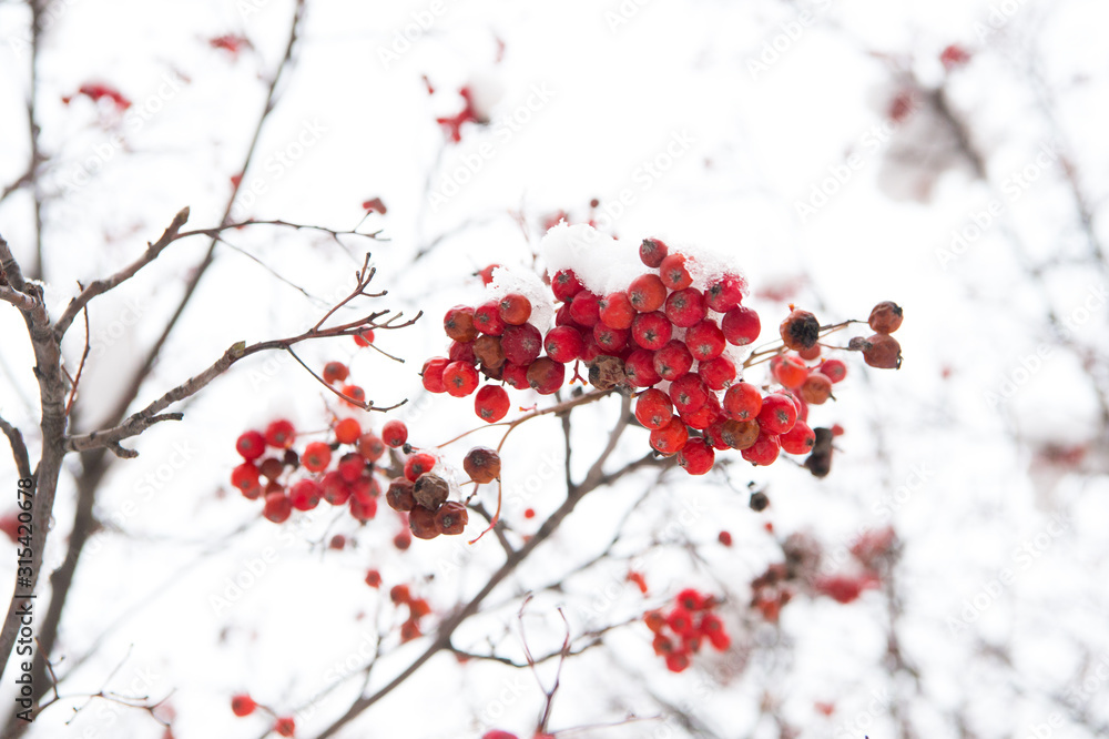 Seasonal berries. Christmas rowan berry branch. Hawthorn berries bunch. Rowanberry in snow. Berries of red ash in snow. Winter background. Frosted red berries. Frozen food. Climate control