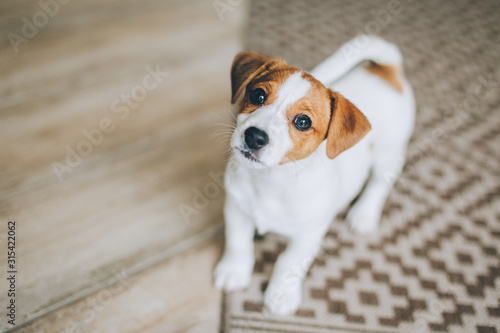  Adorable puppy Jack Russell Terrier at home. Portrait of a little dog.