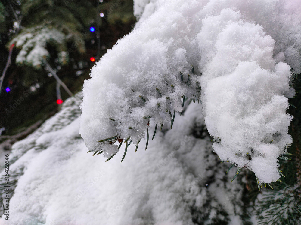 Detail of frozen branches covered with snow Detail of frozen branches covered with snow