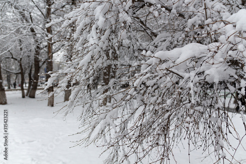 Winter fairy tale, snow-covered winter park