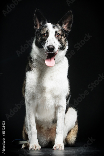 dog is looking at the black background