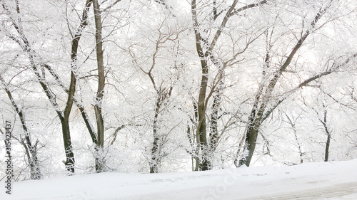 Winter in snowy forest, nature © dariazu