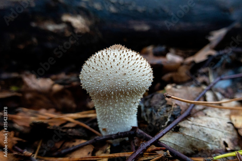 Germany, Bavaria, Ebrach, Common puffball (Lycoperdon perlatum) growing in autumn forest