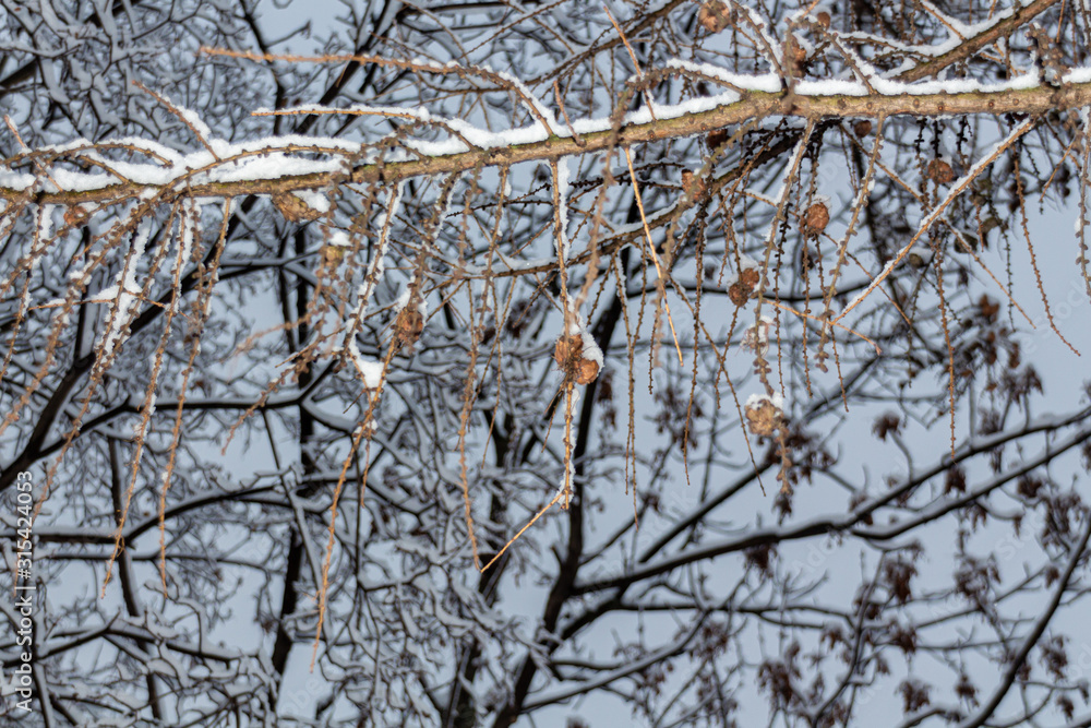 Dried seeds on the tree covered with snow in the park Dried seeds on the tree covered with snow in the park
