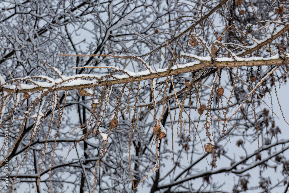 Dried seeds on the tree covered with snow in the park Dried seeds on the tree covered with snow in the park