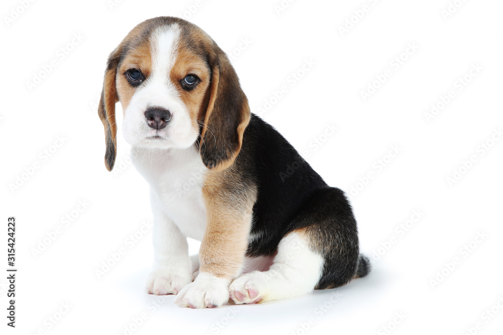 Beagle puppy dog isolated on white background