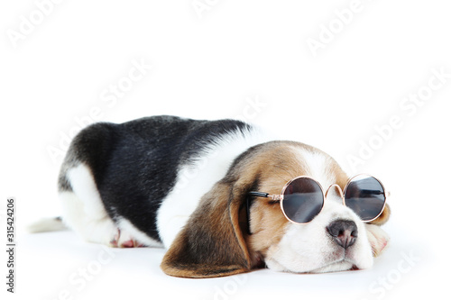 Beagle puppy dog in sunglasses isolated on white background