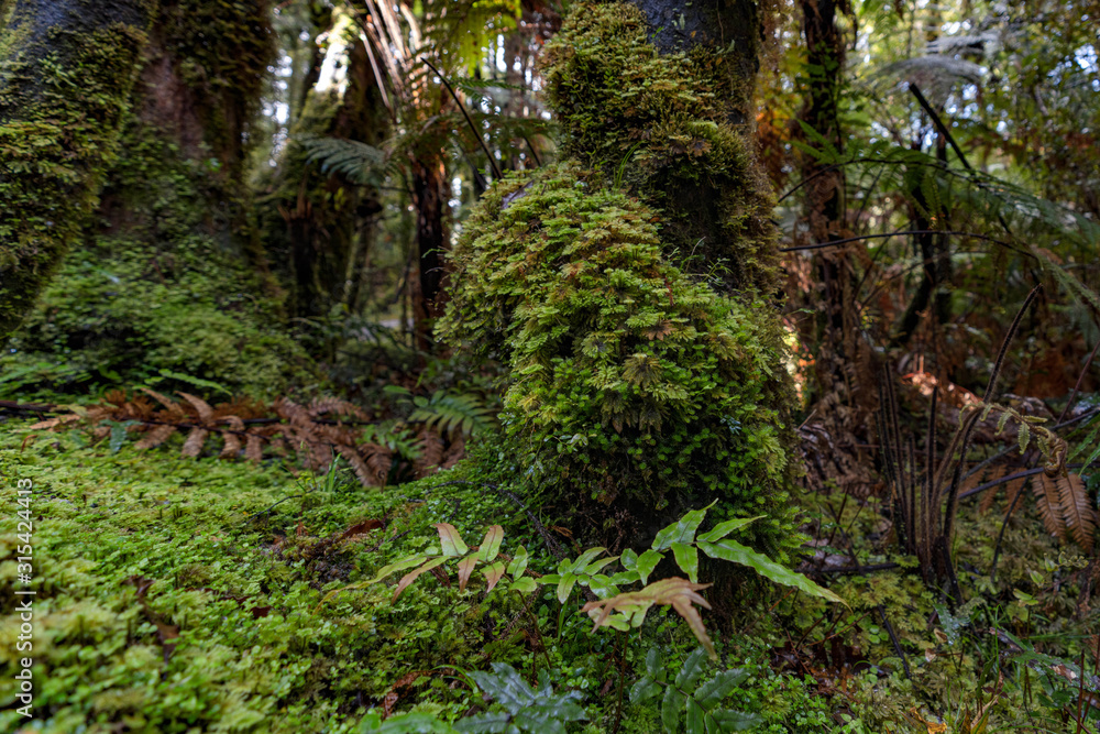 Obraz premium New Zeland