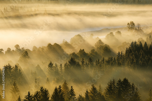Germany, Bavaria, Aerial view of thick morning fog shrouding forest in?Isarauen?nature reserve