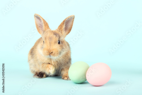 Bunny rabbit with easter eggs on blue background