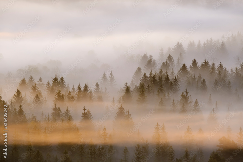 Germany, Bavaria, Aerial view of thick morning fog shrouding forest in Isarauen nature reserve