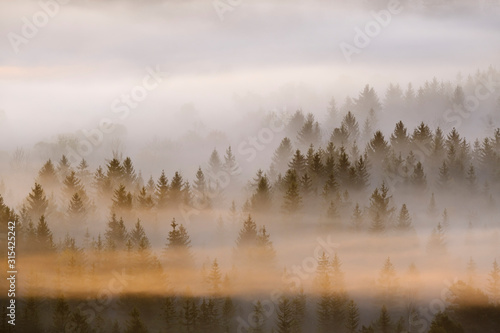 Germany, Bavaria, Aerial view of thick morning fog shrouding forest in Isarauen nature reserve © Westend61