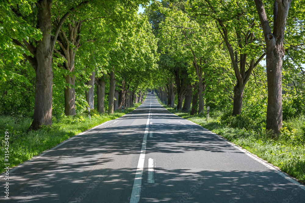 Allee an der Alleen-Strasse auf der Insel Rügen Allee an der Alleen-Strasse auf der Insel Rügen