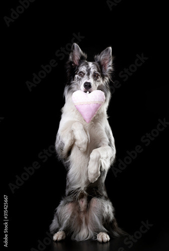 the dog is holding a heart. Valentine's Day. Cute pet in the studio. Marble Border Collie in studio © annaav