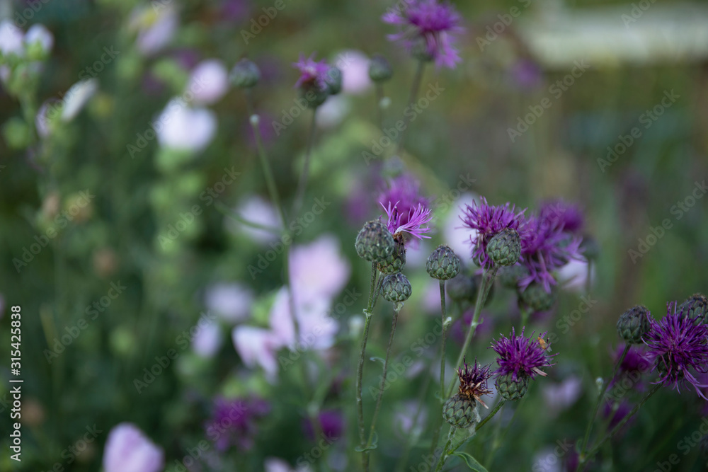 Beautiful floral spring abstract image of nature. soft focus on gentle flower background. Beautiful floral spring abstract image of nature. soft focus on gentle flower background.