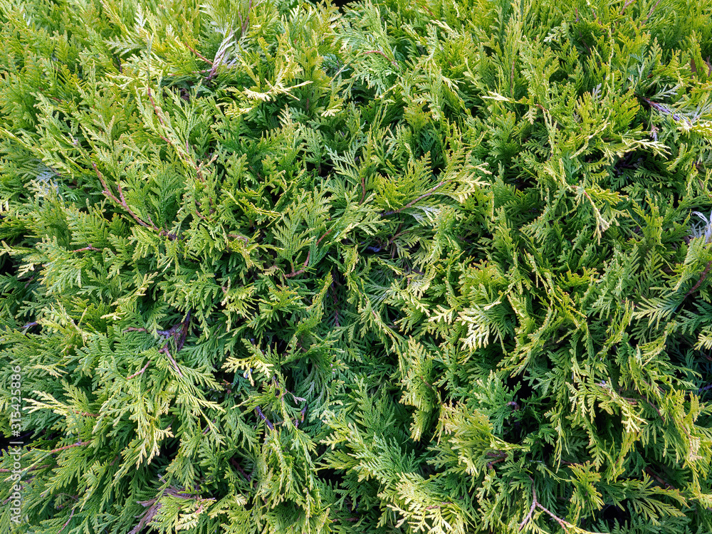 Close-up view of thuja green branches, nature texture background Close-up view of thuja green branches, nature texture background
