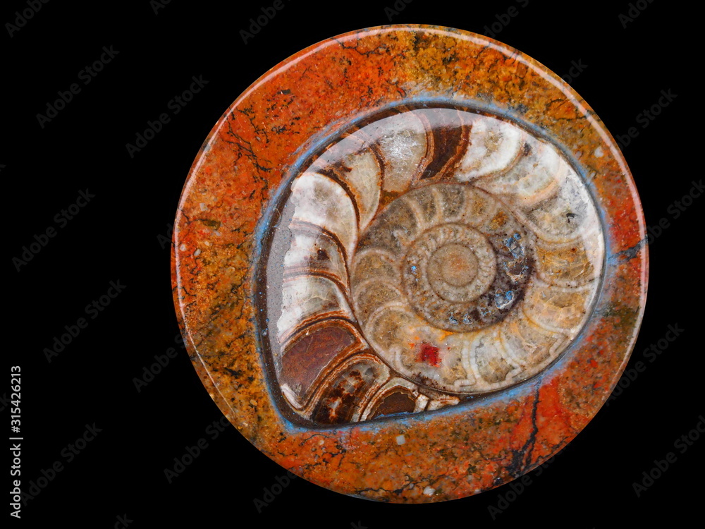 Fossiler Ammonit (Kopffüßer) - Ammonoidea 