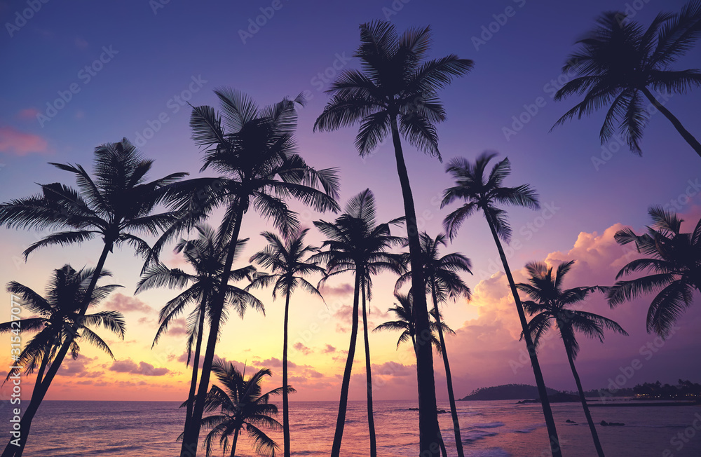 Coconut palm trees silhouettes at purple sunset, Sri Lanka.