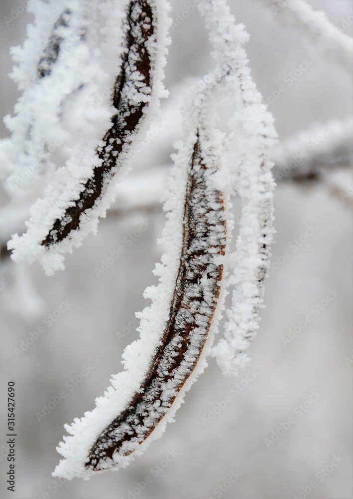 an acacia branch with frozen pods an acacia branch with frozen pods