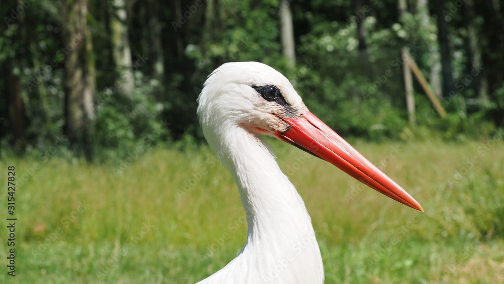 Fototapeta premium OLYMPUS DIGITAL CAMERA