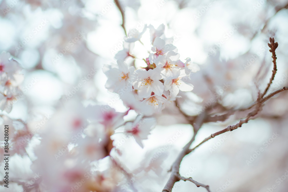 SAKURA SAKURA