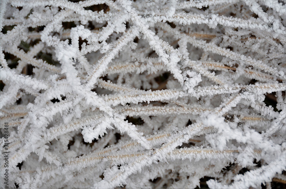 many frozen blades of grass many frozen blades of grass