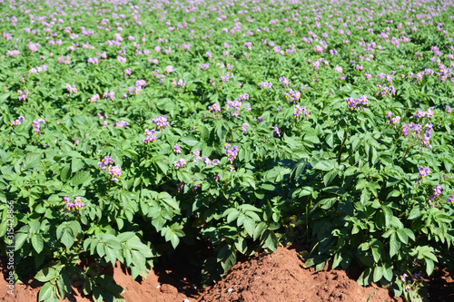 Close up of blooming russet potato plants with purple flowers.