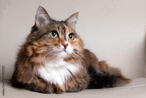 Domestic Long Hair Cat. Close-up of a red cat looking at the camera. A beautiful old cat with green, intelligent eyes. The cat's coat is tricolored