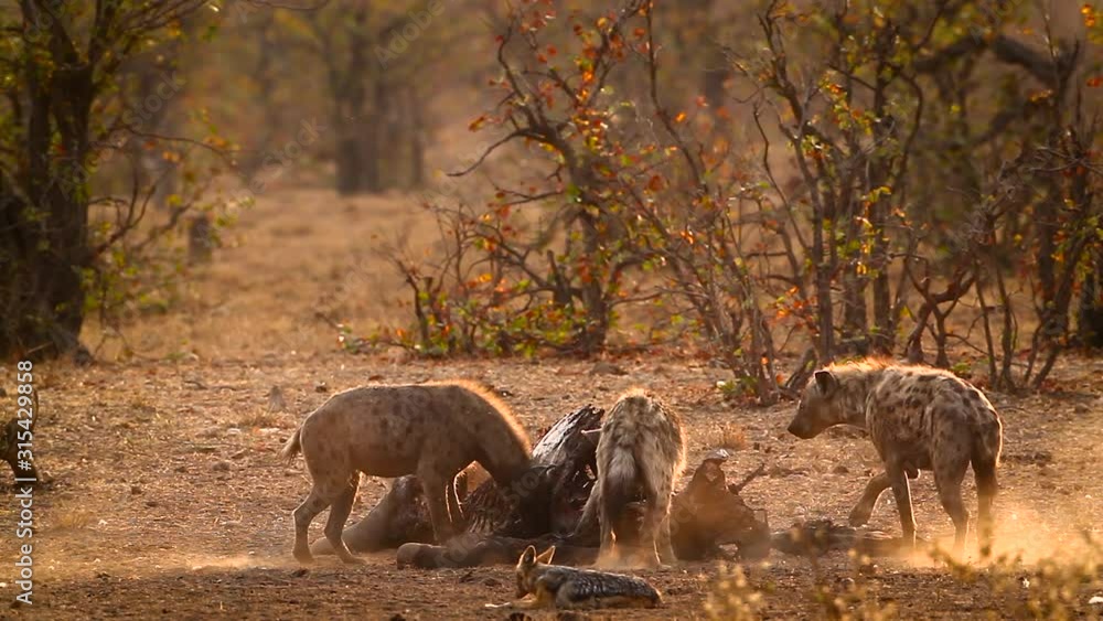 Spotted hyaena and black back jackal scavenging at dawn in Kruger ...