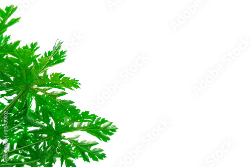 beauty fresh green papaya leaves textured left side on white background. copy space for typing text.