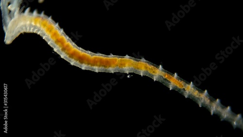 worm Polychaeta under microscope, Annelida class, family Spionidae, live in marine and fresh waters, both detritus and predators, they use two grooved probes to find prey similar to a long mustache photo