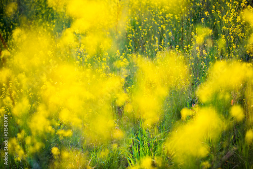 Rape blossoms