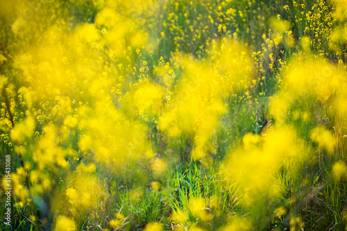 Rape blossoms