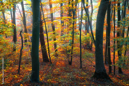 Beautiful autumn forest.