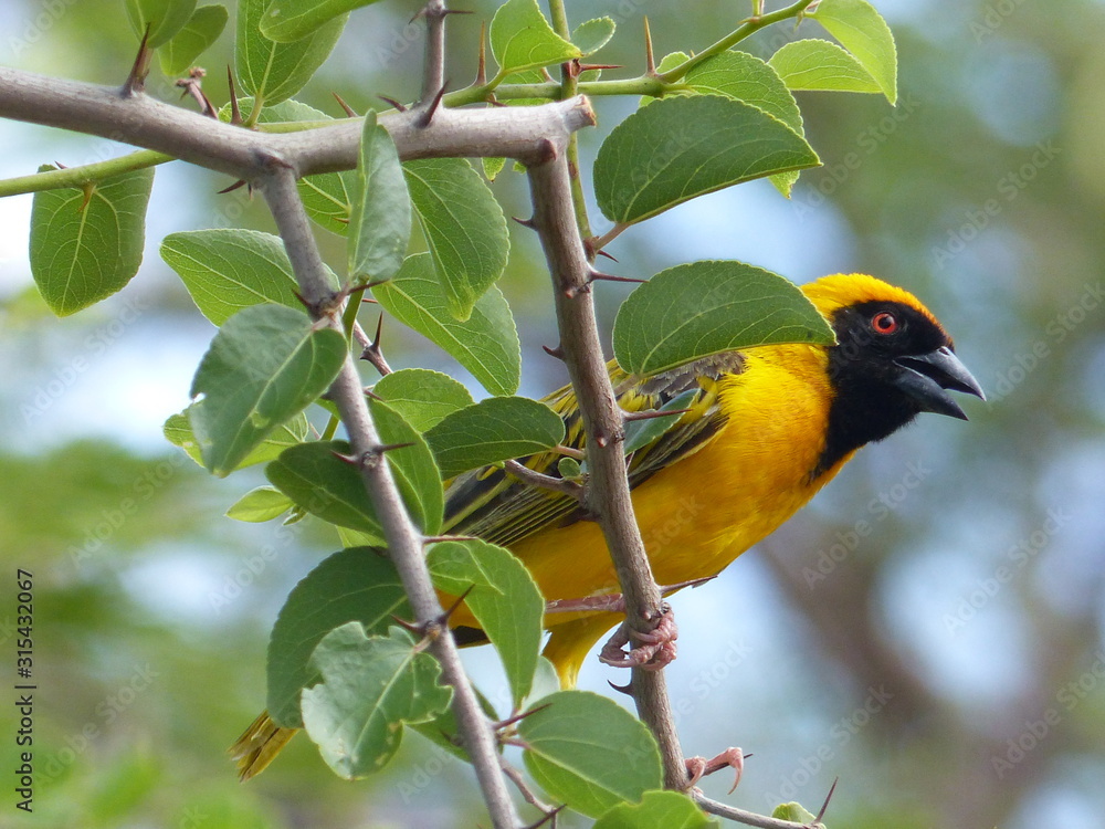 Village weaver busy collecting grass to build its nest Village weaver busy collecting grass to build its nest