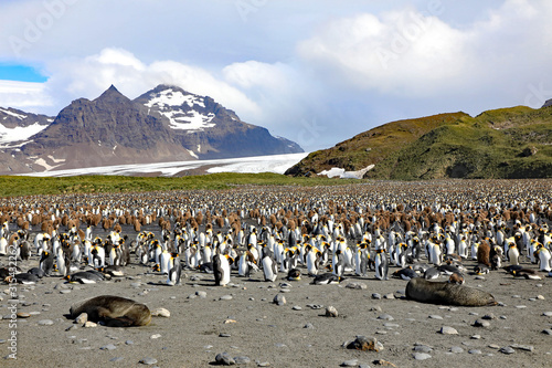 Healthy King penguins in a breeding colony on South Georgia Island.