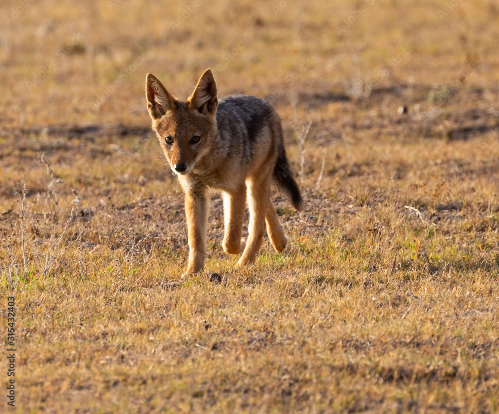 Fototapeta premium Black-backed Jackal