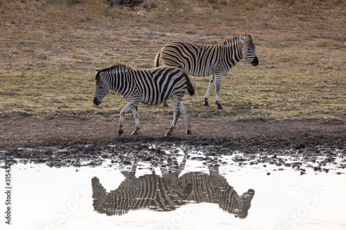 Zebras at the watering hole