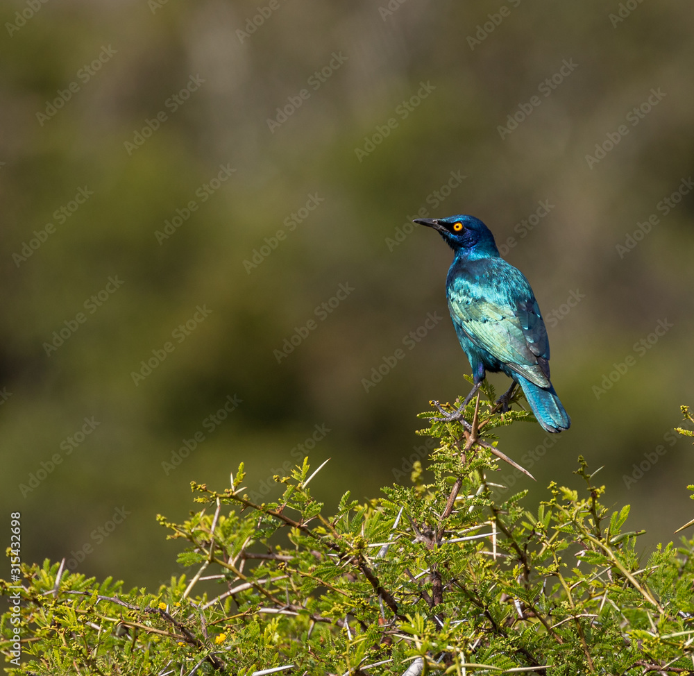 Obraz premium Greater blue-eared glossy starling