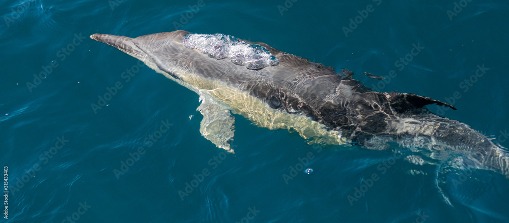 Naklejka premium Long beaked common dolphins