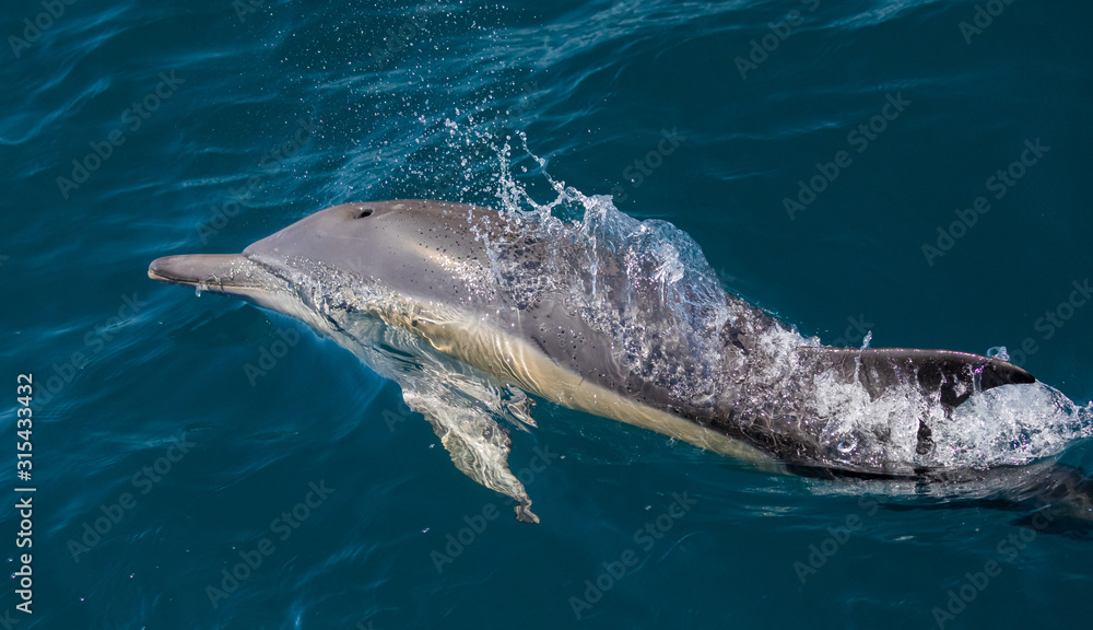 Fototapeta premium Long beaked common dolphins