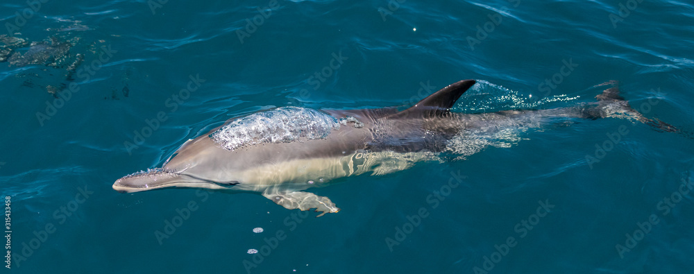 Fototapeta premium Long beaked common dolphins
