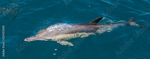 Long beaked common dolphins © David