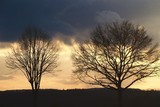 Bäume vor Abendhimmel mit Wolken
