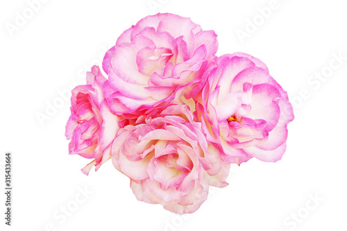 Blooming Pink Rose Flowers Isolated on White Background
