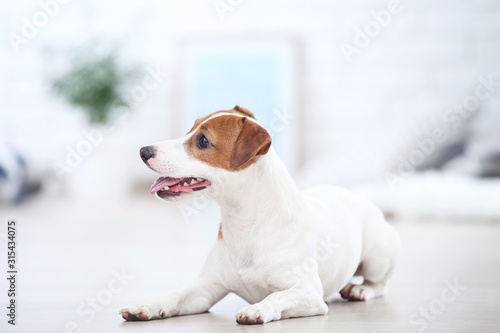 Beautiful Jack Russell Terrier dog lying at home © 5second