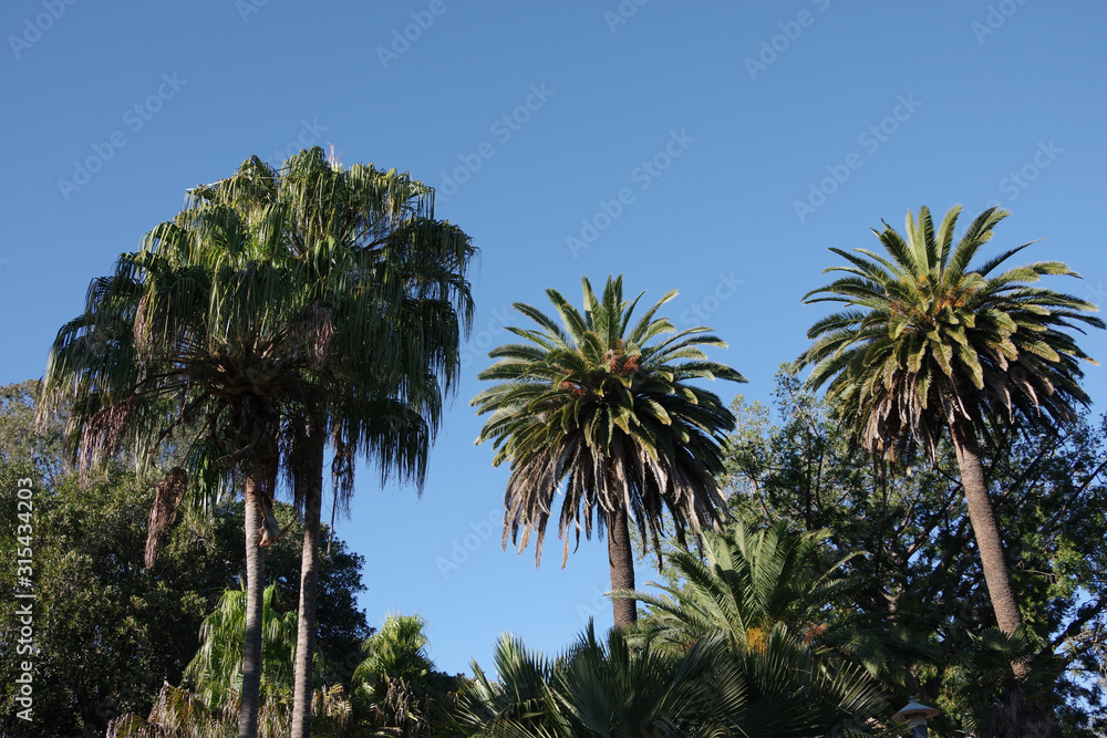 Variety of palm trees under a bright blue southern California sky