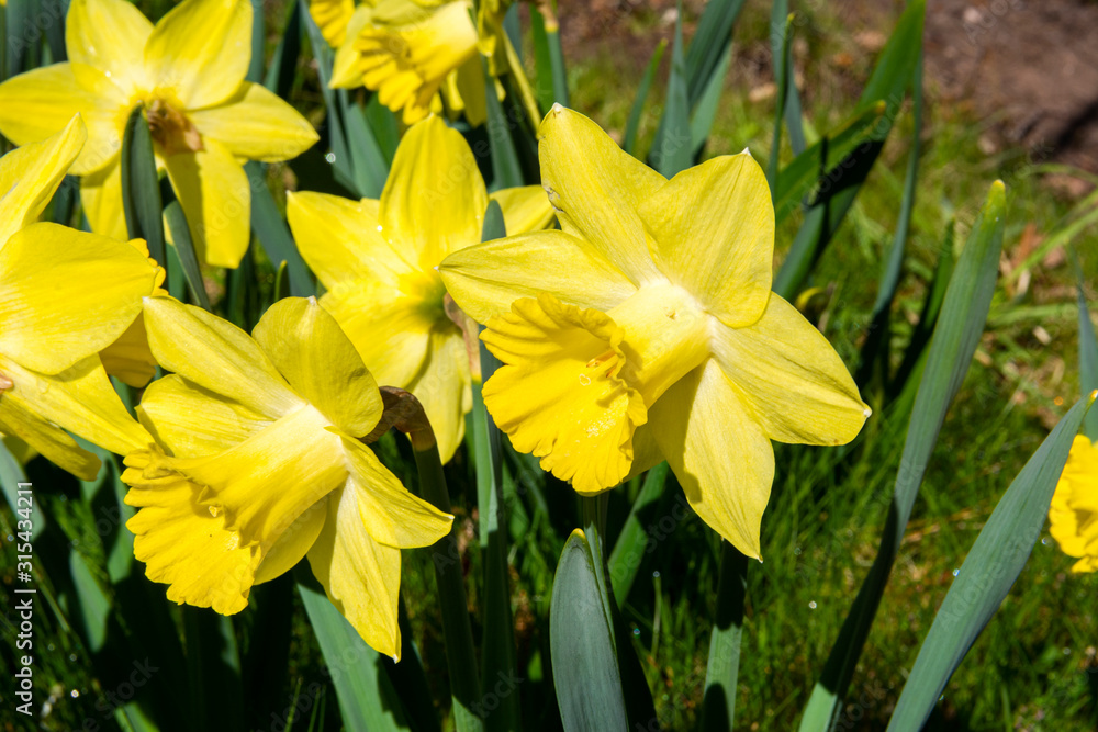 Pretty daffodil flowers in spring, Flower Valley (Blomdalen Kukkalaakso), Gullo, Raseborg, Finland Pretty daffodil flowers in spring, Flower Valley (Blomdalen Kukkalaakso), Gullo, Raseborg, Finland
